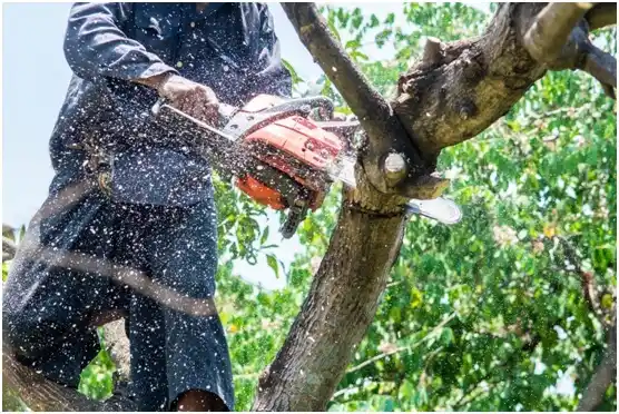 tree services Wellston